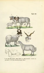 Le mouton domestique et ses races