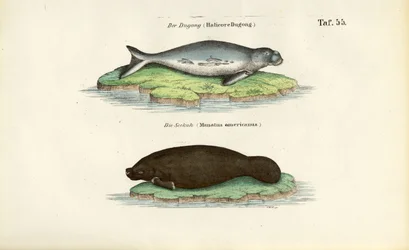 Dugong et lamantin