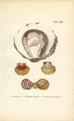 Huîtres et coquilles Saint-Jacques comestibles