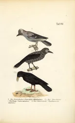 Geai Eurasien, Casse-noisette tacheté et Crave des Alpes
