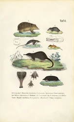 Insectivores européens : Hérisson, musaraigne et taupe
