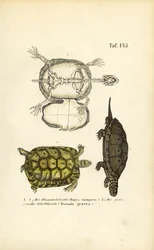 Tortue d