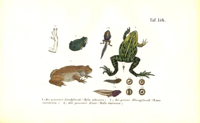 Rainette européenne et crapaud commun