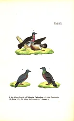 Pigeons sauvages d