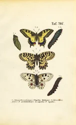 Papillons européens avec chenilles et chrysalides