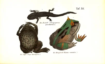 Amphibiens exotiques aux caractéristiques particulières