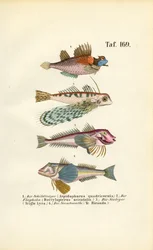 Poissons exotiques aux formes corporelles particulières
