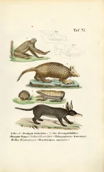 Mammifères exotiques de la région néotropicale