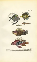 Poissons marins exotiques
