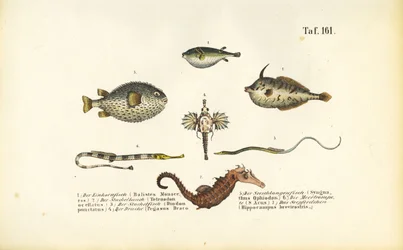 Poissons marins exotiques et hippocampe