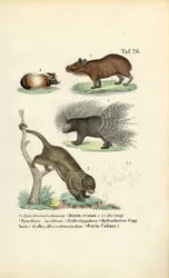 Rongeurs exotiques