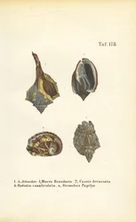 Escargots de mer exotiques