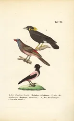 Oiseaux chanteurs exotiques d