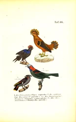 Oiseaux chanteurs exotiques d