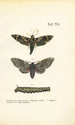 Papillons de nuit exotiques et indigènes