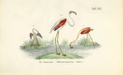 Flamants dans une zone humide