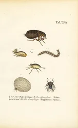 Puce, puce de sable et mouche du coche avec stades de développement