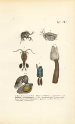 Crustacés d