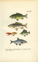 Poisson d