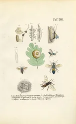 Guêpes à galle, guêpes dorées et leurs stades de développement