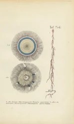 Méduses géantes à boutons bleus et à racines rouges