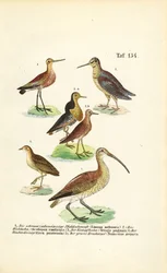 Marouettes, huppes et courlis