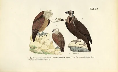 Vautour fauve et vautour moine