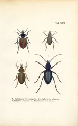 Coléoptères des familles Carabidae et Platyninae