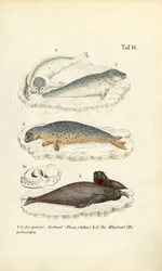 Phoque commun et éléphant de mer