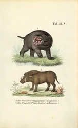 Hippopotame et phacochère