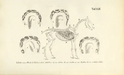 Anatomie du cheval : Squelette et développement dentaire