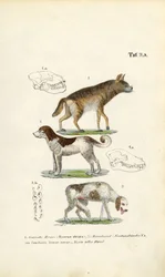 Hyène, chien domestique et vieux chien avec illustrations de crânes