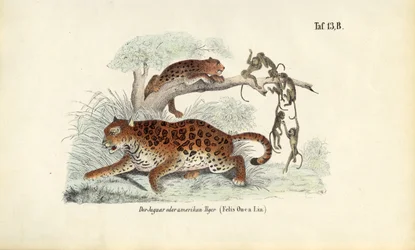 Jaguar et singes