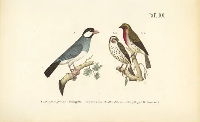 Bruant de Java et roselin commun