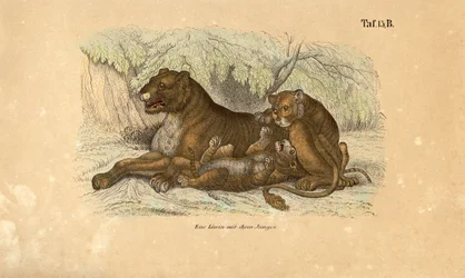 Lionne avec ses petits