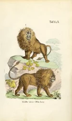 Lions dans différentes poses