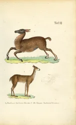 Lamas et vigognes