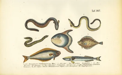 Poissons marins et anguilles