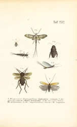Éphémères et cafards