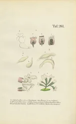 Rotifères microscopiques : Brachionus, Ichthyidium, Chaetonotus et Melicerta
