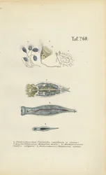 Organismes unicellulaires microscopiques : Animalcules de Bell, rotifères et vers plats