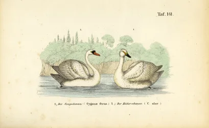 Cygne tuberculé et cygne chanteur