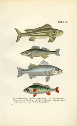 Poissons d