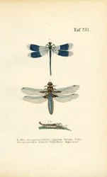 Espèces de libellules indigènes avec développement larvaire