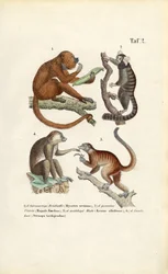 Singes et lémuriens du nouveau monde