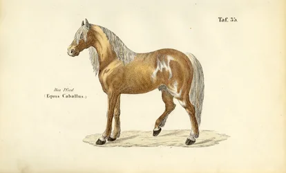 Cheval noble