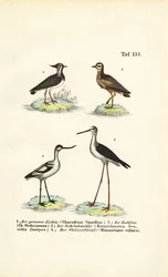 Vanneau huppé, courlis corlieu, avocette pie et échasse à ailes noires