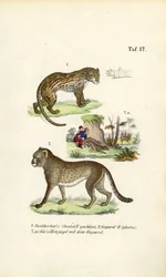 Ocelot, guépard et chasse au guépard