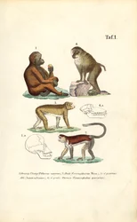 Singes de l