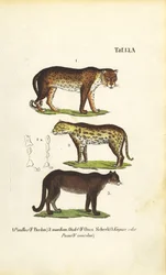 Panthère, Jaguar et Puma